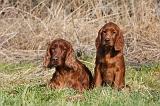 SETTER IRLANDAIS 220